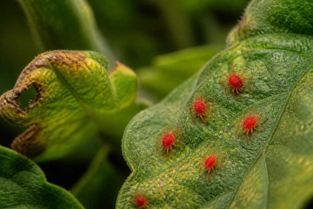 découvrez comment reconnaître les araignées rouges et les traiter efficacement pour protéger vos plantes et jardins.