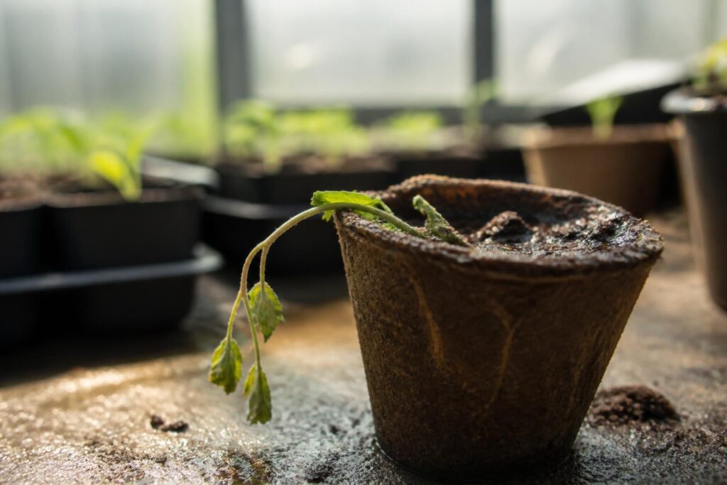 découvrez tout sur la fonte des semis, un phénomène courant en jardinage qui affecte la croissance des jeunes plants. apprenez à prévenir et traiter cette maladie pour assurer la santé de vos semis.