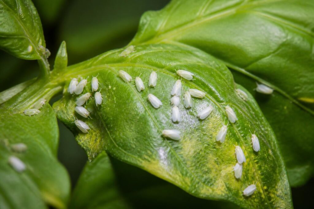 découvrez tout sur les aleurodes, communément appelées mouches blanches : identification, impact sur les plantes et méthodes de lutte efficaces.