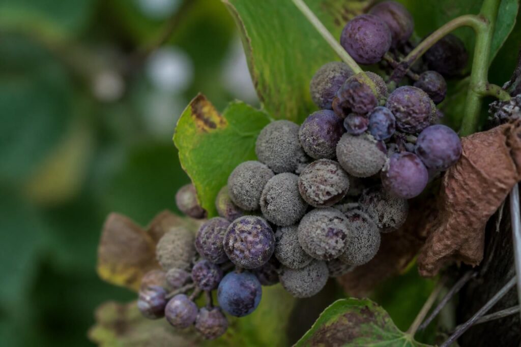 découvrez tout sur la pourriture grise causée par le botrytis : symptômes, traitements et prévention pour protéger vos plantes efficacement.