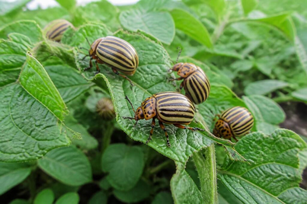 découvrez comment identifier et combattre les doryphores de la pomme de terre, un ravageur courant qui peut endommager vos cultures. conseils de prévention et traitements efficaces.