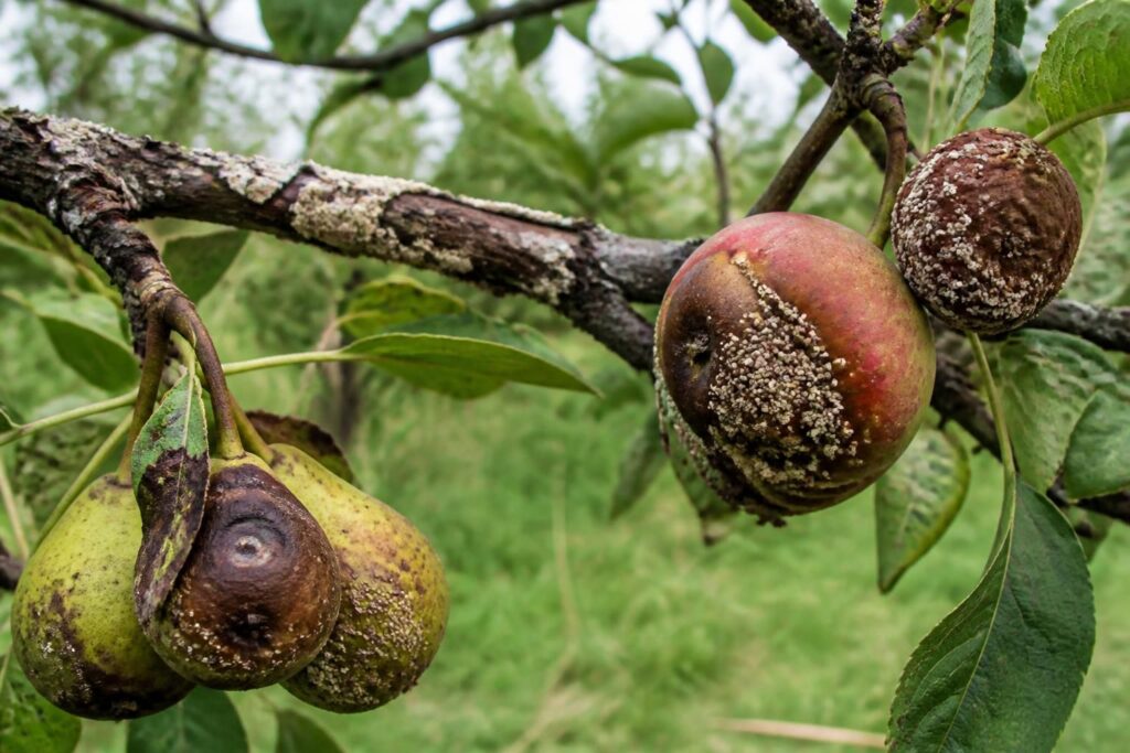découvrez comment identifier, prévenir et traiter la moniliose des fruitiers pour protéger vos arbres et garantir une belle récolte.