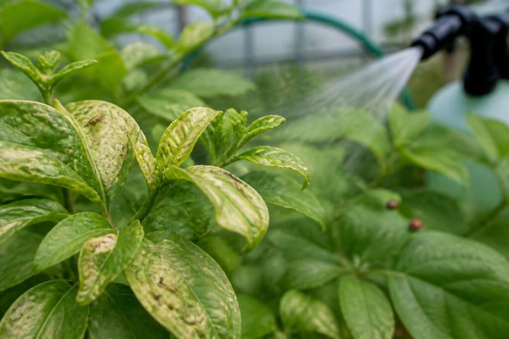découvrez les dégâts causés par les thrips et les méthodes efficaces pour les traiter afin de protéger vos plantes.